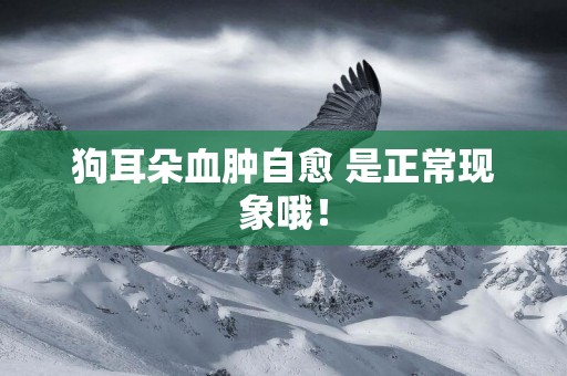 狗耳朵血腫自愈 是正常現象哦！