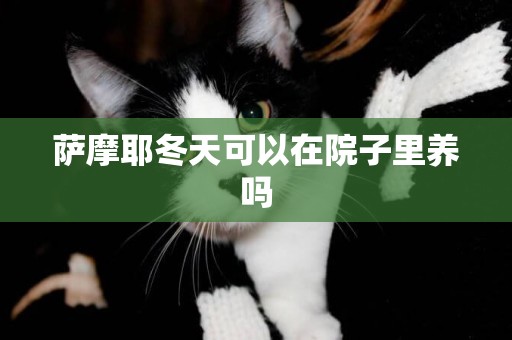 薩摩耶冬天可以在院子里養嗎