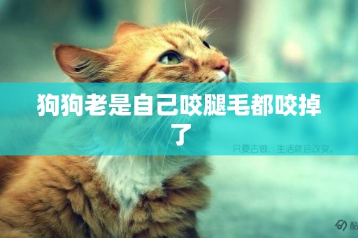 狗狗老是自己咬腿毛都咬掉了