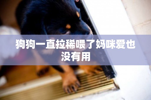 狗狗一直拉稀喂了媽咪愛也沒有用