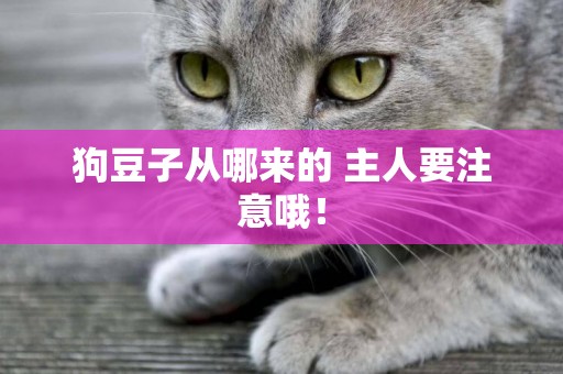 狗豆子從哪來的 主人要注意哦！