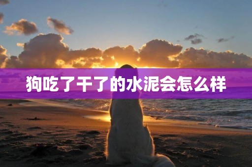 狗吃了干了的水泥會怎么樣