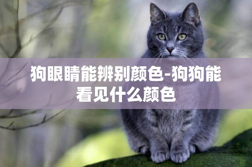 狗眼睛能辨別顏色-狗狗能看見什么顏色