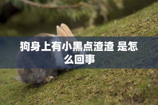 狗身上有小黑點渣渣 是怎么回事