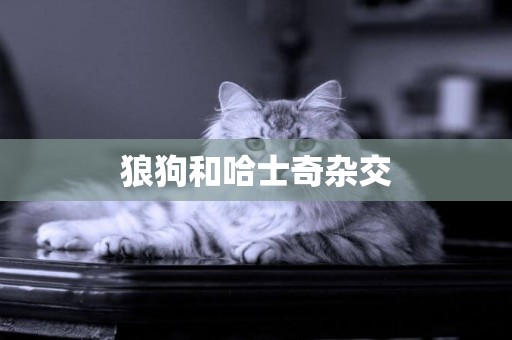 狼狗和哈士奇雜交