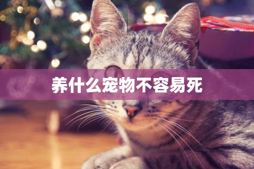 養什么寵物不容易死