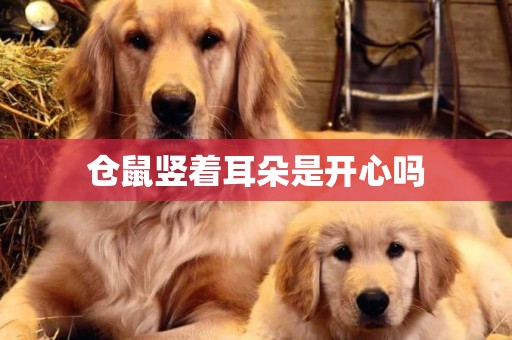 倉鼠豎著耳朵是開心嗎