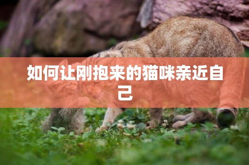 如何讓剛抱來的貓咪親近自己