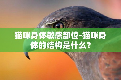 貓咪身體敏感部位-貓咪身體的結構是什么？