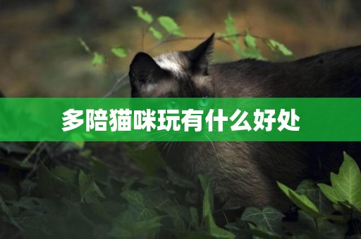 多陪貓咪玩有什么好處