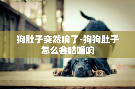 狗肚子突然響了-狗狗肚子怎么會咕嚕響