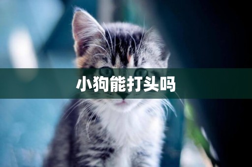 小狗能打頭嗎