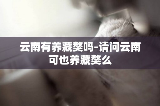 云南有養藏獒嗎-請問云南可也養藏獒么