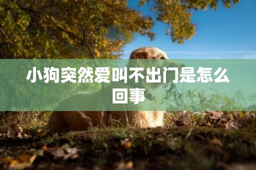 小狗突然愛叫不出門是怎么回事