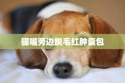 貓嘴旁邊脫毛紅腫囊包