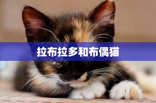 拉布拉多和布偶貓