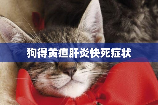 狗得黃疸肝炎快死癥狀