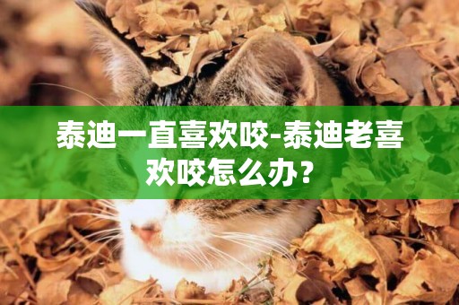 泰迪一直喜歡咬-泰迪老喜歡咬怎么辦？