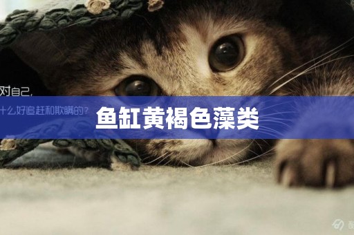 魚缸黃褐色藻類