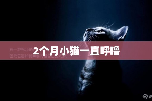2個月小貓一直呼嚕