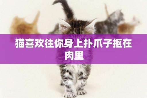 貓喜歡往你身上撲爪子摳在肉里