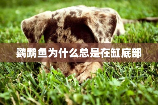 鸚鵡魚為什么總是在缸底部