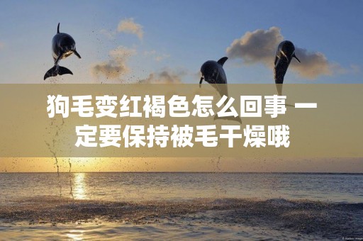 狗毛變紅褐色怎么回事 一定要保持被毛干燥哦