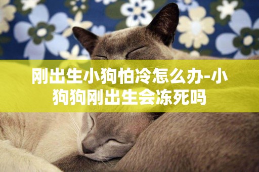 剛出生小狗怕冷怎么辦-小狗狗剛出生會凍死嗎