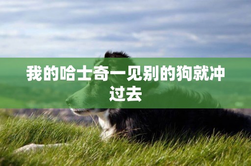 我的哈士奇一見別的狗就沖過去