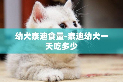 幼犬泰迪食量-泰迪幼犬一天吃多少