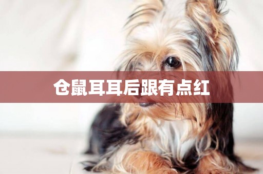 倉鼠耳耳后跟有點紅