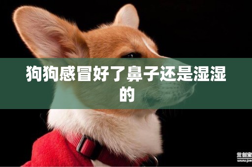 狗狗感冒好了鼻子還是濕濕的