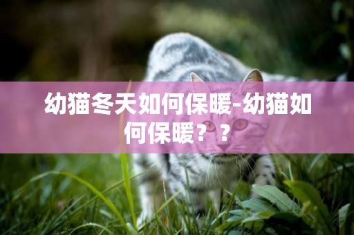 幼貓冬天如何保暖-幼貓如何保暖？？
