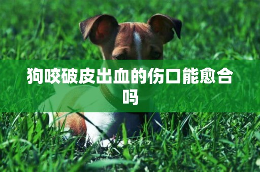 狗咬破皮出血的傷口能愈合嗎
