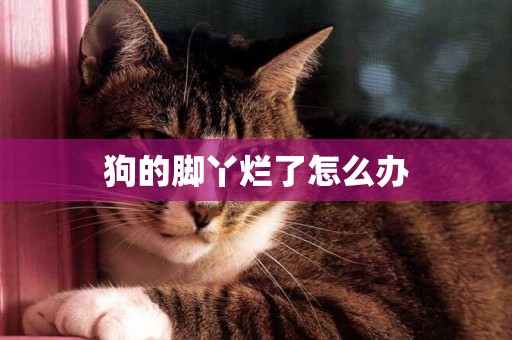 狗的腳丫爛了怎么辦