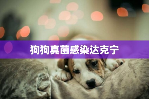狗狗真菌感染達克寧
