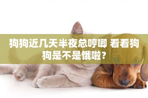 狗狗近幾天半夜總哼唧 看看狗狗是不是餓啦？
