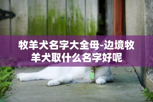 牧羊犬名字大全母-邊境牧羊犬取什么名字好呢