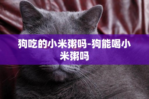狗吃的小米粥嗎-狗能喝小米粥嗎