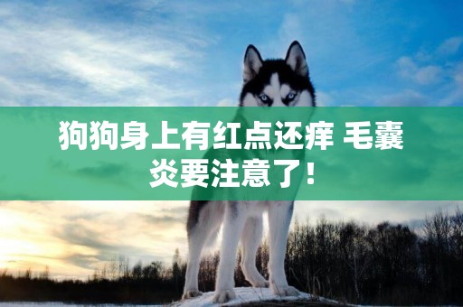 狗狗身上有紅點還癢 毛囊炎要注意了！