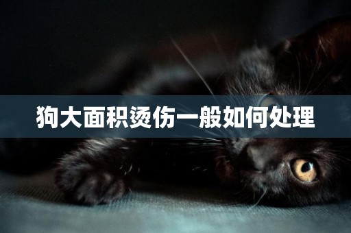 狗大面積燙傷一般如何處理