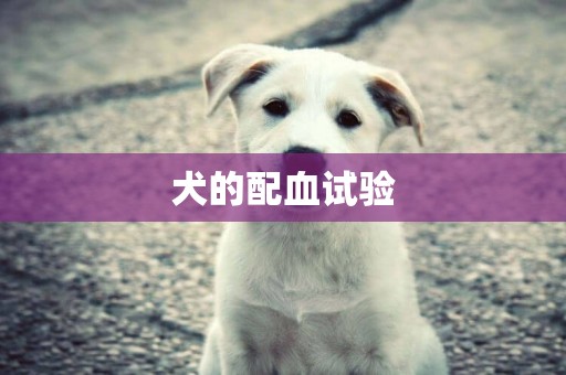 犬的配血試驗