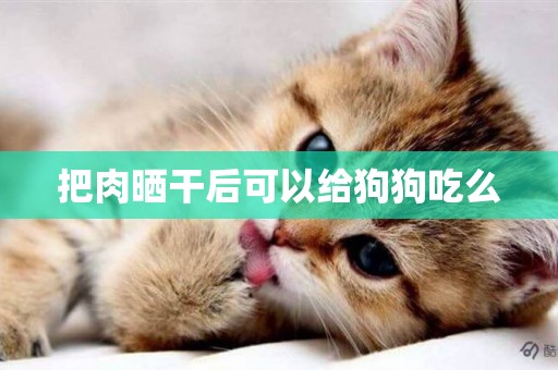 把肉曬干后可以給狗狗吃么