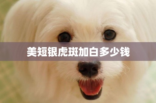 美短銀虎斑加白多少錢