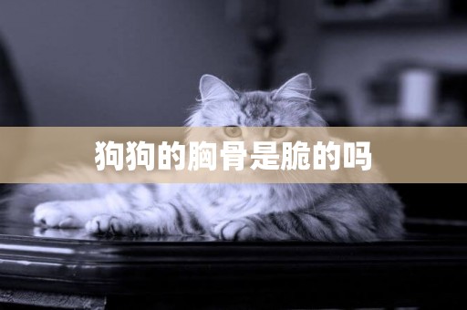 狗狗的胸骨是脆的嗎