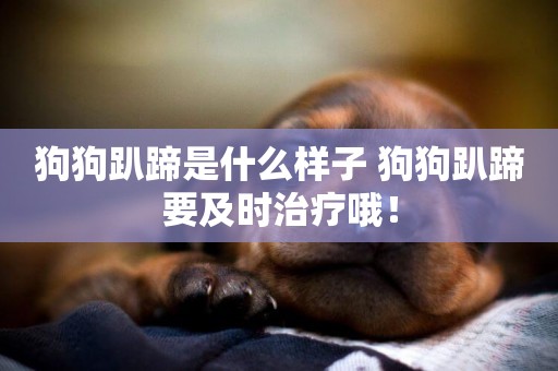 狗狗趴蹄是什么樣子 狗狗趴蹄要及時治療哦！