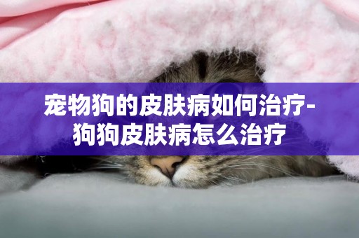 寵物狗的皮膚病如何治療-狗狗皮膚病怎么治療