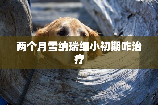 兩個月雪納瑞細小初期咋治療