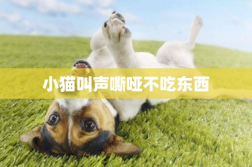 小貓叫聲嘶啞不吃東西