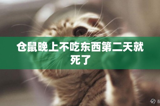 倉鼠晚上不吃東西第二天就死了
